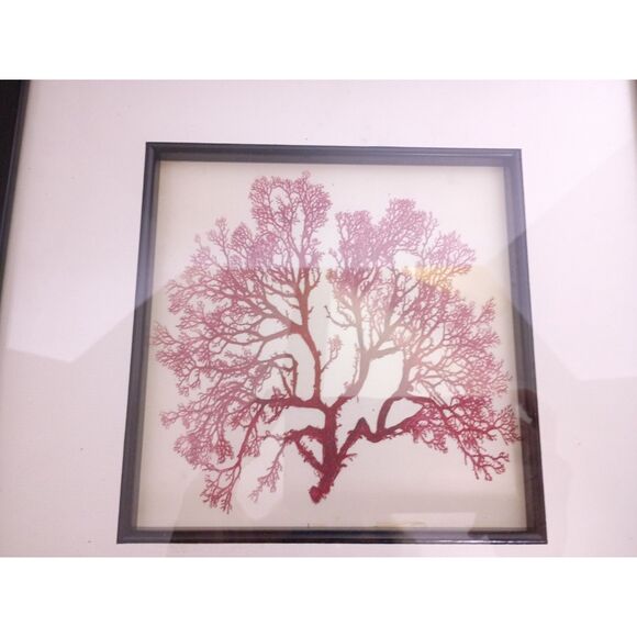 Henry Bradbury Seaweeds Nature Print Sphaerocccus Coronopifolius Framed Decor - Picture 2 of 3